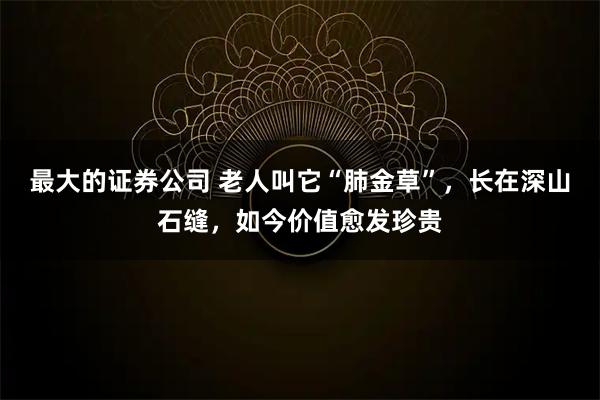 最大的证券公司 老人叫它“肺金草”，长在深山石缝，如今价值愈发珍贵